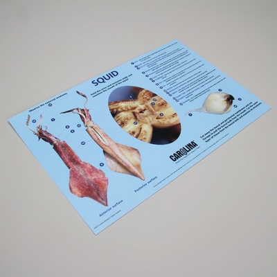 Squid Dissection Mat 1