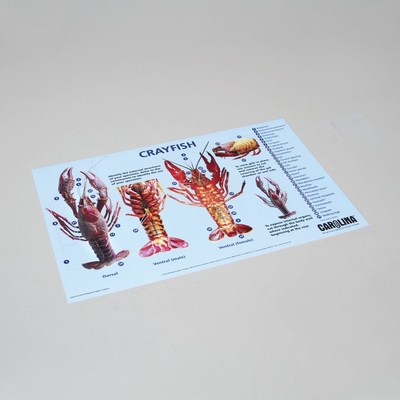 Crayfish Dissection Instruction Mat 1