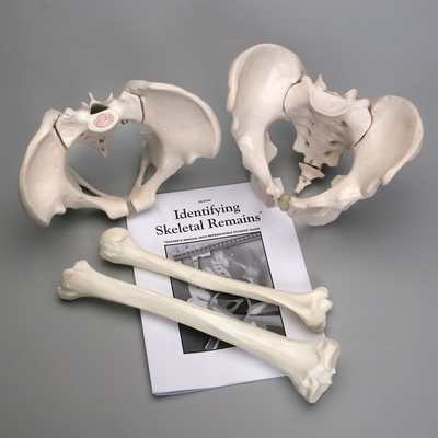 Identifying Skeletal Remains Kit