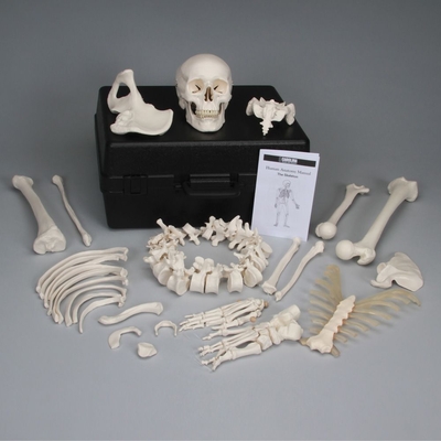 3b Disarticulated Human Half Skeleton With Storage Case