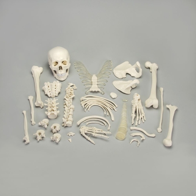 Altay Disarticulated Human Half Skeleton