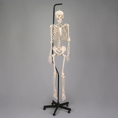 Economy Hang Up Skeleton 1