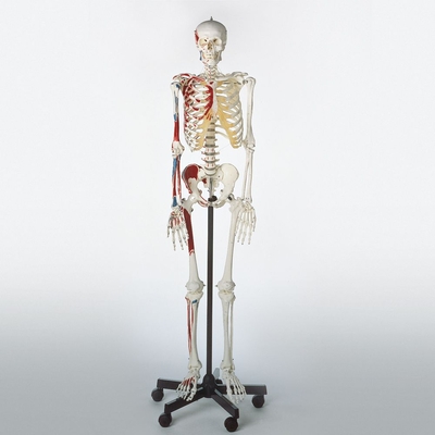 Somso Human Muscular Skeleton