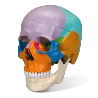 Three Part Colored Human Skull 1