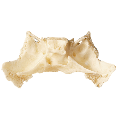 Somso Loose Human Skull Bone Sphenoid