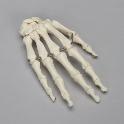 Somso Skeletal Hand 1