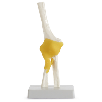 Human Elbow Joint Model 1