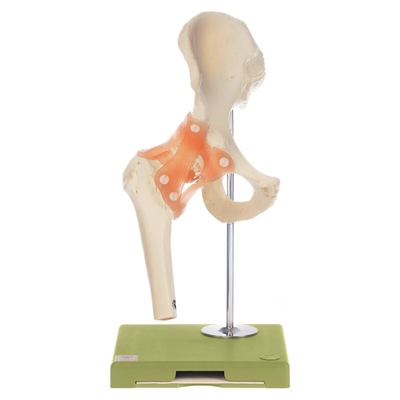 Somso Functional Hip Joint 1