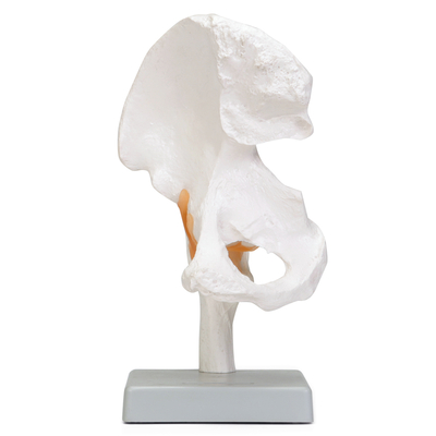 Human Hip Joint Model 1