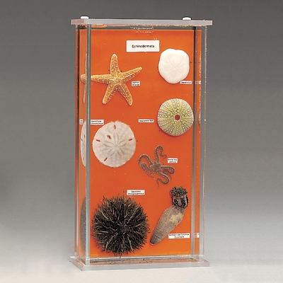 Echinoderm Collection Biosmount