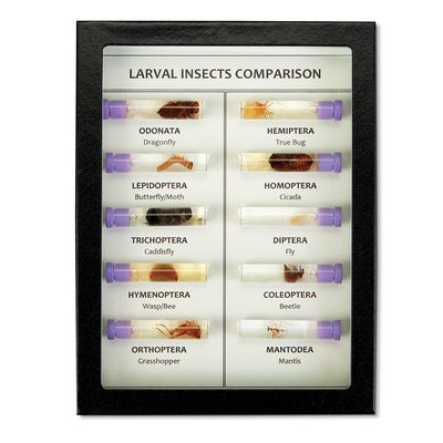 Larval Insect Comparison Biorama Preparation