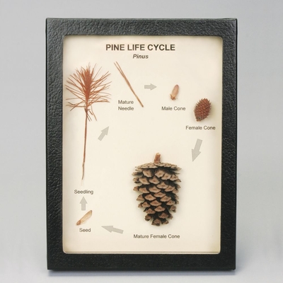 Pine Life Cycle Biorama