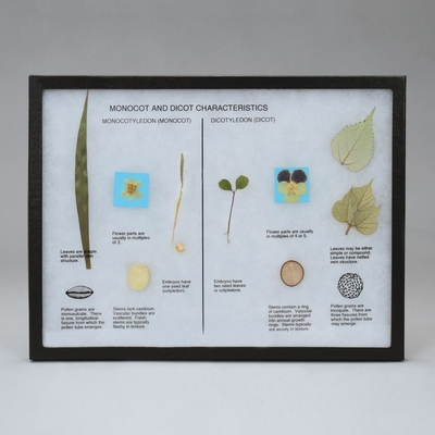 Monocot And Dicot Comparison Biorama 1