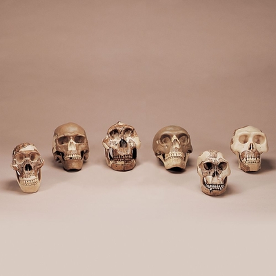 Somso 6 Skull Early Man Set