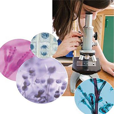 Beginners Biology Microscope Slide Set 1