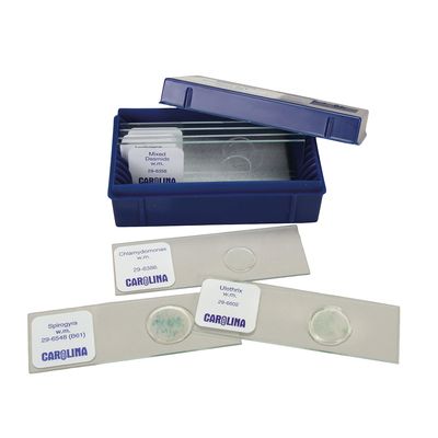 Beginners Algae Microscope Slide Set