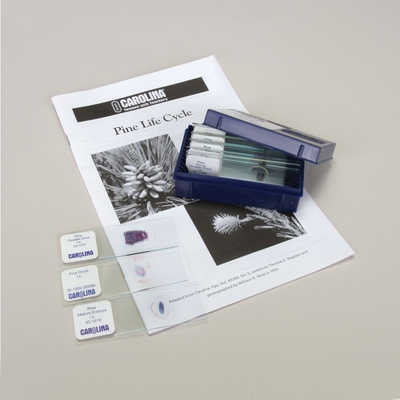 Pine Life Cycle Microscope Slide Set 1