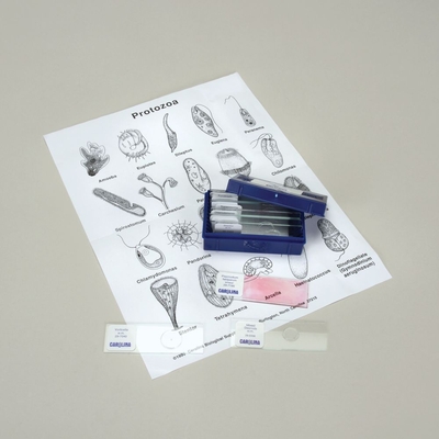 Protozoan Microscope Slide Set