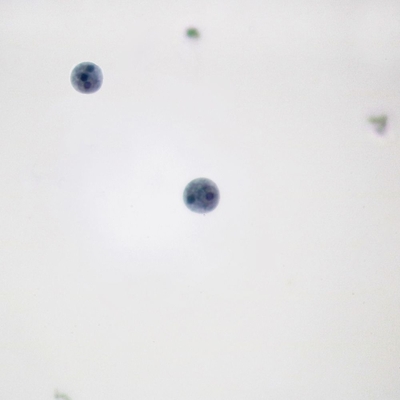 Entamoeba Histolytica Cysts Smear Microscope Slide