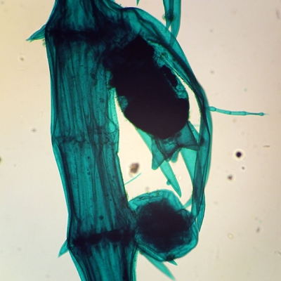 Chara Wm Microscope Slide