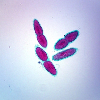 Paramecium Fission W M Microscope Slide