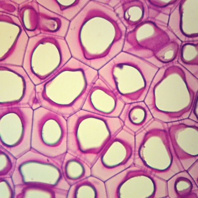 Persimmon Endosperm Ls Microscope Slide