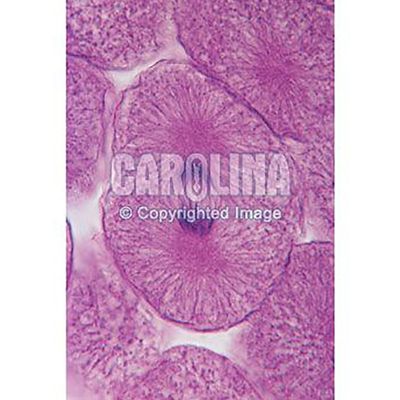 Fish And Onion Mitosis Microscope Slide And Study Guide Set 1