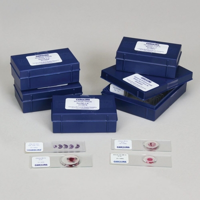 General Embryology Microscope Slide Set