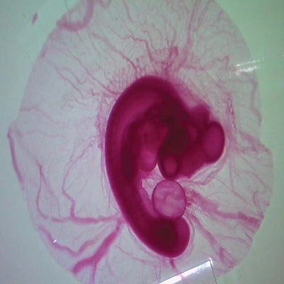 Chick 80 Hr Wm Microscope Slide