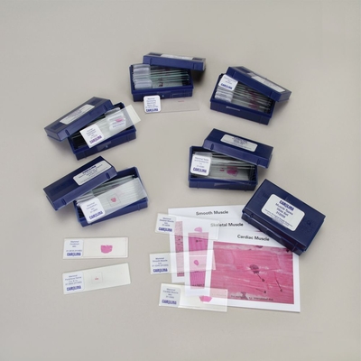 Tissue Types Slide Bundle