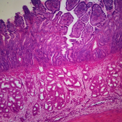 Mammal Duodenum Sec 7 Um H E Microscope Slide