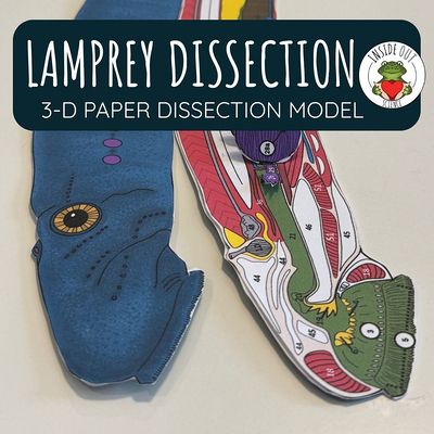 Scienstructable 3D Dissection Model®: Lamprey Paper Dissection ...