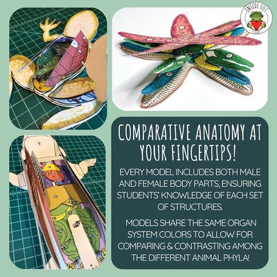 Scienstructable 3D Dissection Model®: Lamprey Paper Dissection ...