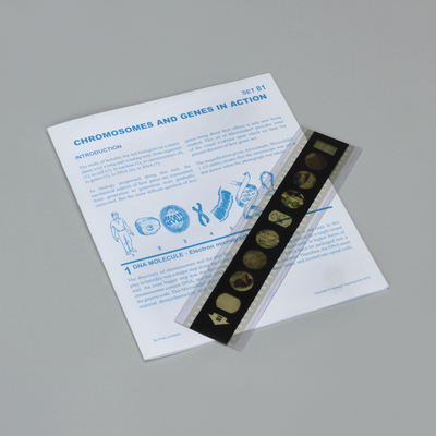 Chromosomes And Genes In Action Microslide Lesson Set