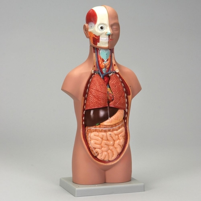 Altay Human Miniature Torso Model 1