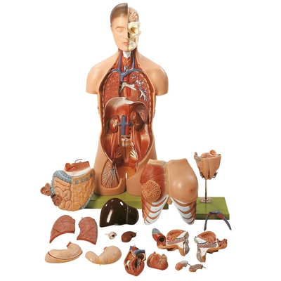 Somso® Human Male and Female Torso Model, 20 Parts