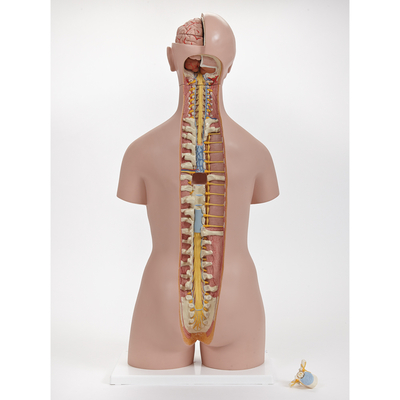 3B® Human Sexless Torso Model | Carolina Biological Supply