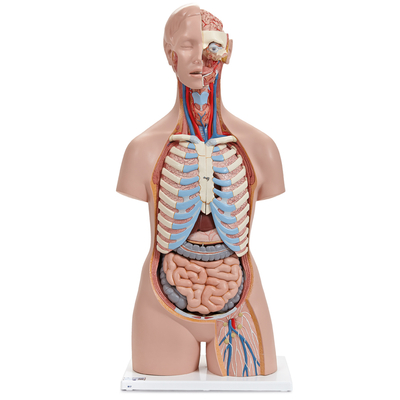 3B® Human Sexless Torso Model | Carolina Biological Supply