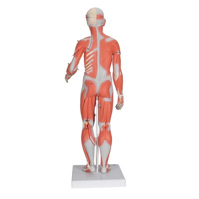 3B® Human Muscular Male and Female Model | Carolina Biological Supply