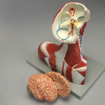 Altay Cranial Cavity Head Neck And Thorax Model 1