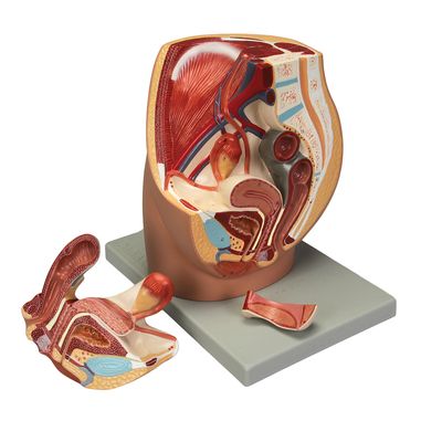 Altay Human Female Half Pelvis Model 1