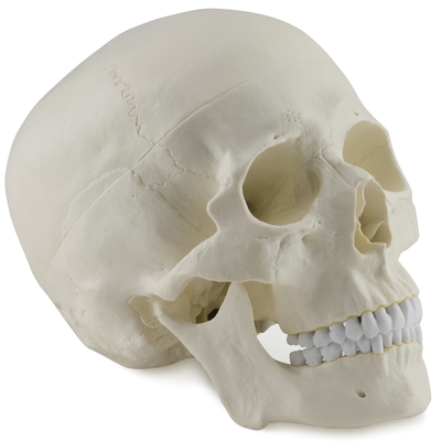 Economy Human Skull 1