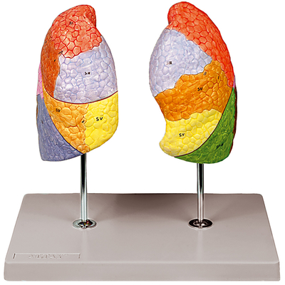 Altay Human Segmented Lungs Model