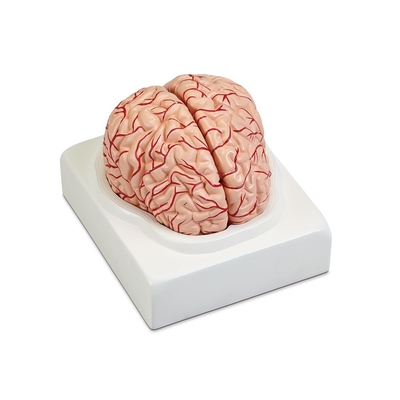 Altay Human Brain With Arteries Model 1