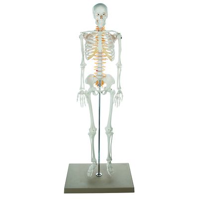 Eisco® Human Skeleton with Nerves, 85 cm H | Carolina Biological Supply