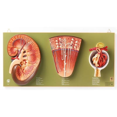 Somso Human Kidney Nephron And Glomerulus Model Set