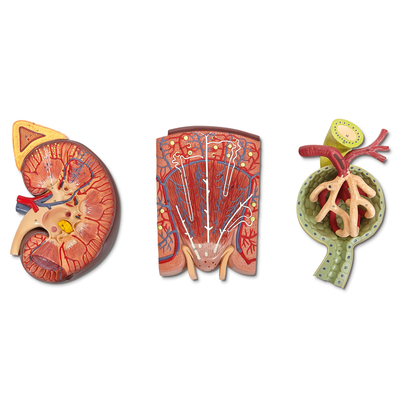 Altay Human Kidney Nephron And Renal Corpuscle Model 1