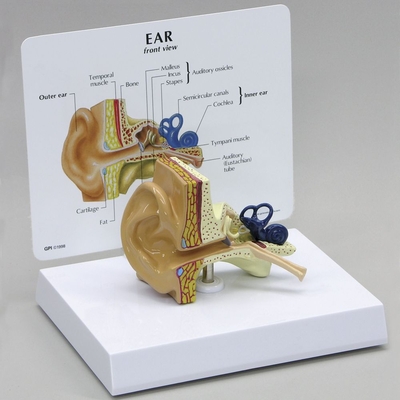 Gpi Anatomicals Human Ear Model Life Size 1