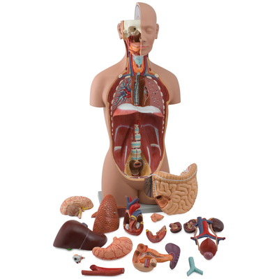Altay® Human Sexless Torso Model, 16 Parts | Carolina Biological