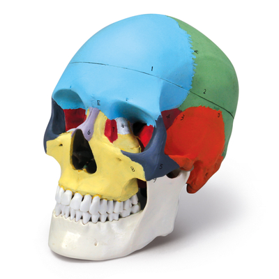 Human Skull Color Coded Plastic 1